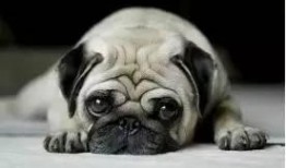 内蒙巴哥爆料最新消息新闻